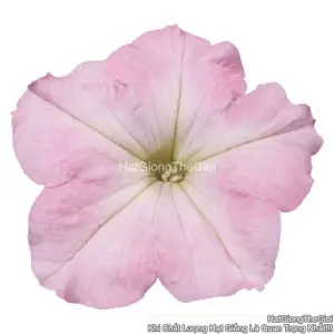 Hạt Giống Hoa Dạ Yến Thảo Đứng CELEBRITY Chiffon Morn