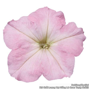 hat giong hoa da yen thao dung celebrity chiffon morn