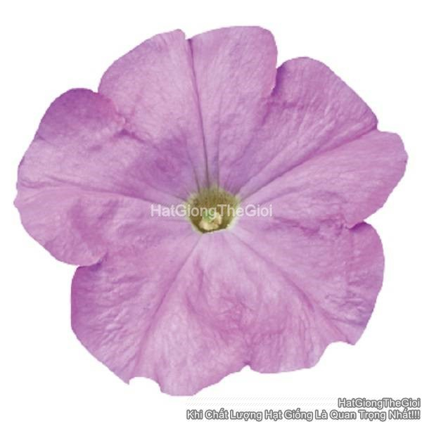 hat giong hoa da yen thao dung celebrity lilac