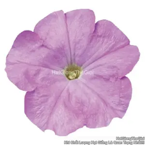 Hạt Giống Hoa Dạ Yến Thảo Đứng CELEBRITY Lilac