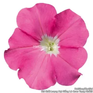 Hạt Giống Hoa Dạ Yến Thảo Đứng CELEBRITY Pink
