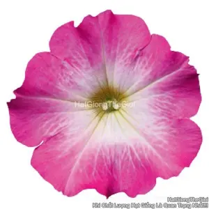 Hạt Giống Hoa Dạ Yến Thảo Đứng CELEBRITY Pink Morn