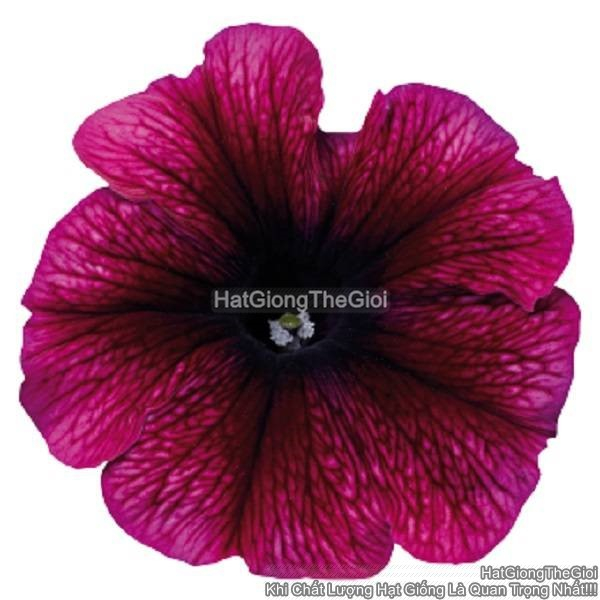 hat giong hoa da yen thao dung celebrity plum ice