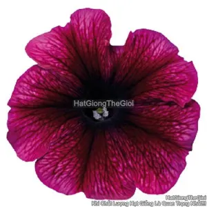 Hạt Giống Hoa Dạ Yến Thảo Đứng CELEBRITY Plum Ice