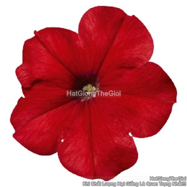 hat giong hoa da yen thao dung celebrity red