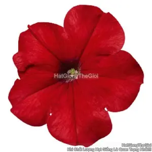 Hạt Giống Hoa Dạ Yến Thảo Đứng CELEBRITY Red