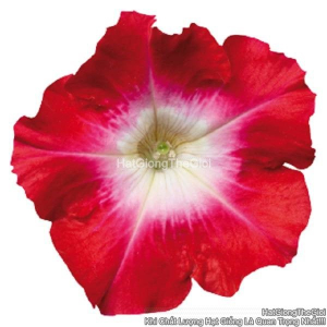 hat giong hoa da yen thao dung celebrity red morn