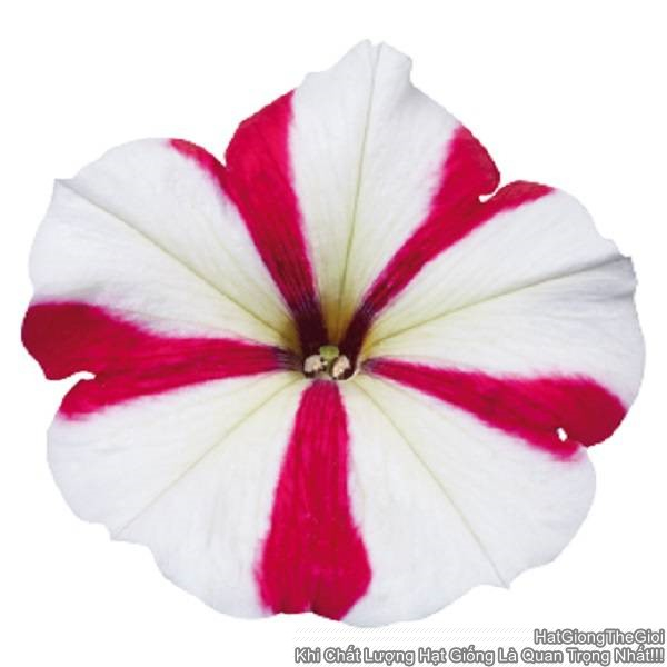 hat giong hoa da yen thao dung celebrity rose star