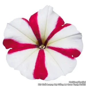 Hạt Giống Hoa Dạ Yến Thảo Đứng CELEBRITY Rose Star