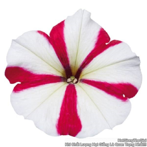 hat giong hoa da yen thao dung celebrity rose star