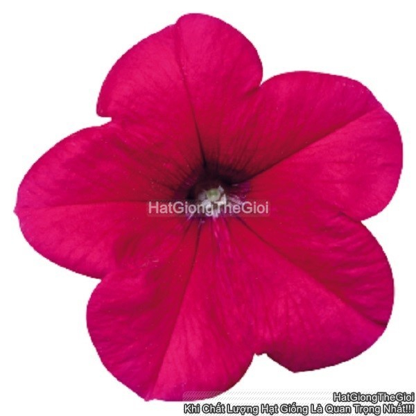 hat giong hoa da yen thao dung celebrity rose