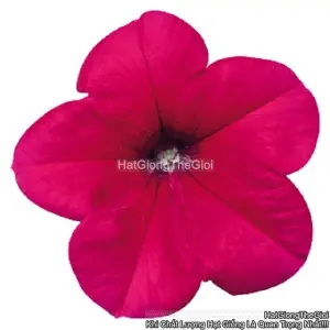 Hạt Giống Hoa Dạ Yến Thảo Đứng CELEBRITY Rose