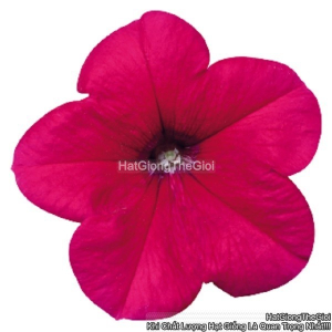 hat giong hoa da yen thao dung celebrity rose