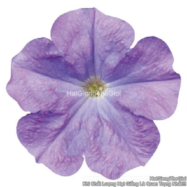 hat giong hoa da yen thao dung celebrity sky blue