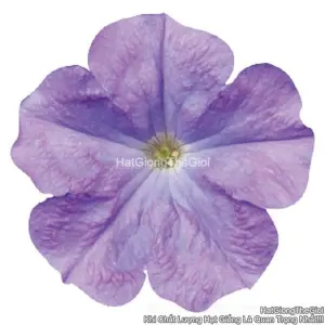 Hạt Giống Hoa Dạ Yến Thảo Đứng CELEBRITY Sky Blue