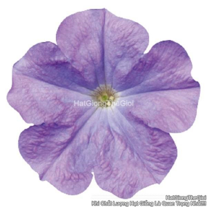 hat giong hoa da yen thao dung celebrity sky blue