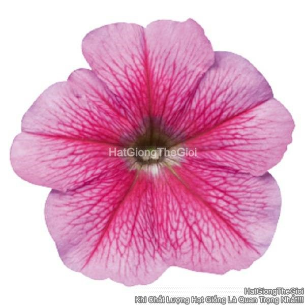 hat giong hoa da yen thao dung celebrity strawberry ice