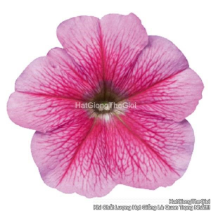 hat giong hoa da yen thao dung celebrity strawberry ice