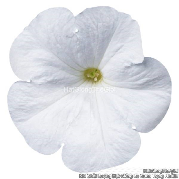 hat giong hoa da yen thao dung celebrity white