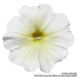 Hạt Giống Hoa Dạ Yến Thảo Đứng CELEBRITY Yellow