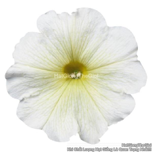 hat giong hoa da yen thao dung celebrity yellow