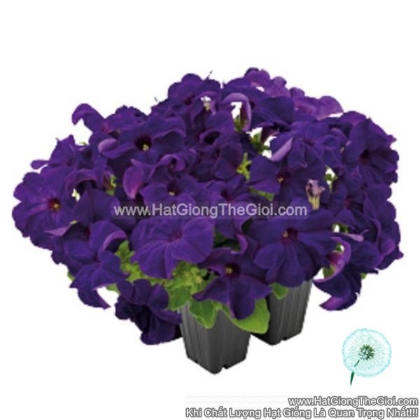 hat giong hoa da yen thao dung success 360 blue