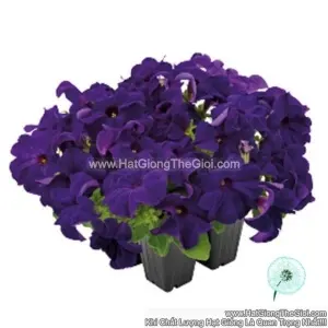 Hạt Giống Hoa Dạ Yến Thảo Đứng SUCCESS 360 Blue