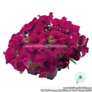 Hạt Giống Hoa Dạ Yến Thảo Đứng SUCCESS 360 Burgundy