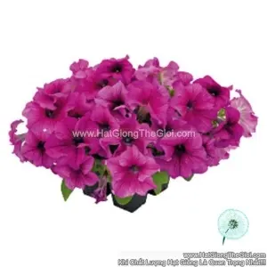 Hạt Giống Hoa Dạ Yến Thảo Đứng SUCCESS 360 Burgundy Vein