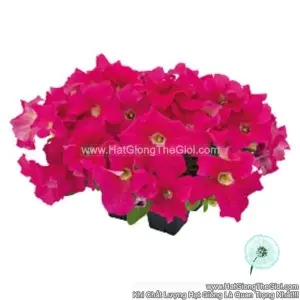 Hạt Giống Hoa Dạ Yến Thảo Đứng SUCCESS 360 Deep Pink