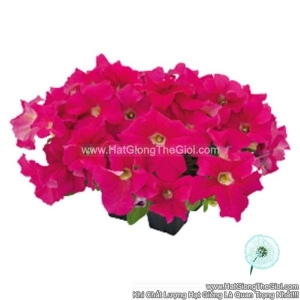 hat giong hoa da yen thao dung success 360 deep pink