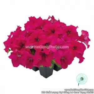Hạt Giống Hoa Dạ Yến Thảo Đứng SUCCESS 360 Deep Rose