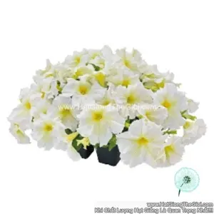 Hạt Giống Hoa Dạ Yến Thảo Đứng SUCCESS 360 Light Yellow