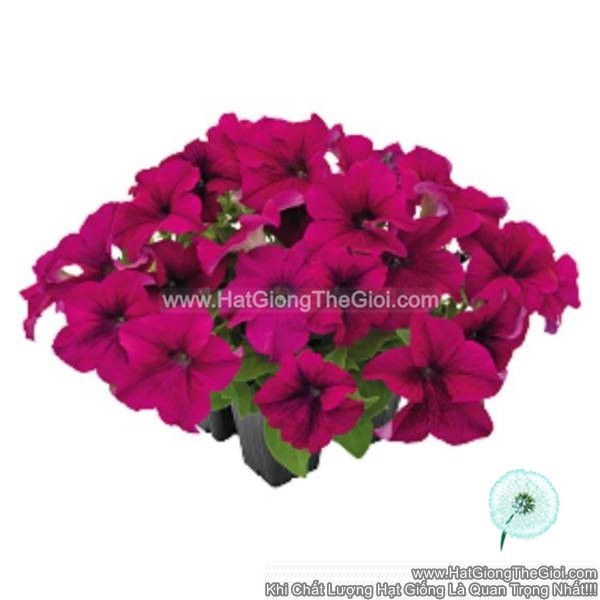 hat giong hoa da yen thao dung success 360 purple