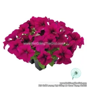 Hạt Giống Hoa Dạ Yến Thảo Đứng SUCCESS 360 Purple