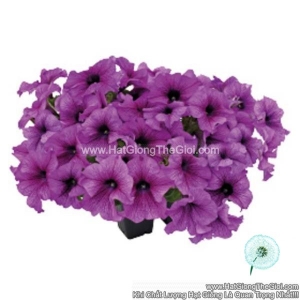 hat giong hoa da yen thao dung success 360 purple vein