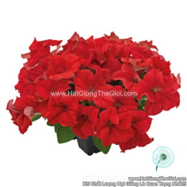 hat giong hoa da yen thao dung success 360 red