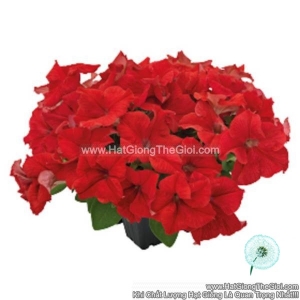 hat giong hoa da yen thao dung success 360 red