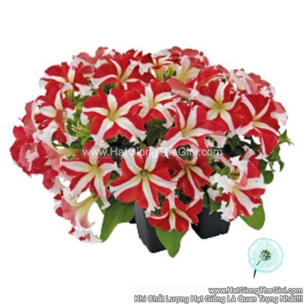 hat giong hoa da yen thao dung success 360 red star