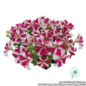 Hạt Giống Hoa Dạ Yến Thảo Đứng SUCCESS 360 Rose Star
