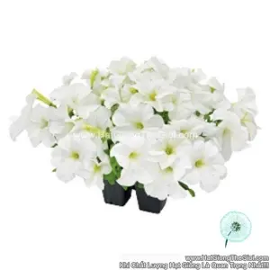 Hạt Giống Hoa Dạ Yến Thảo Đứng SUCCESS 360 White