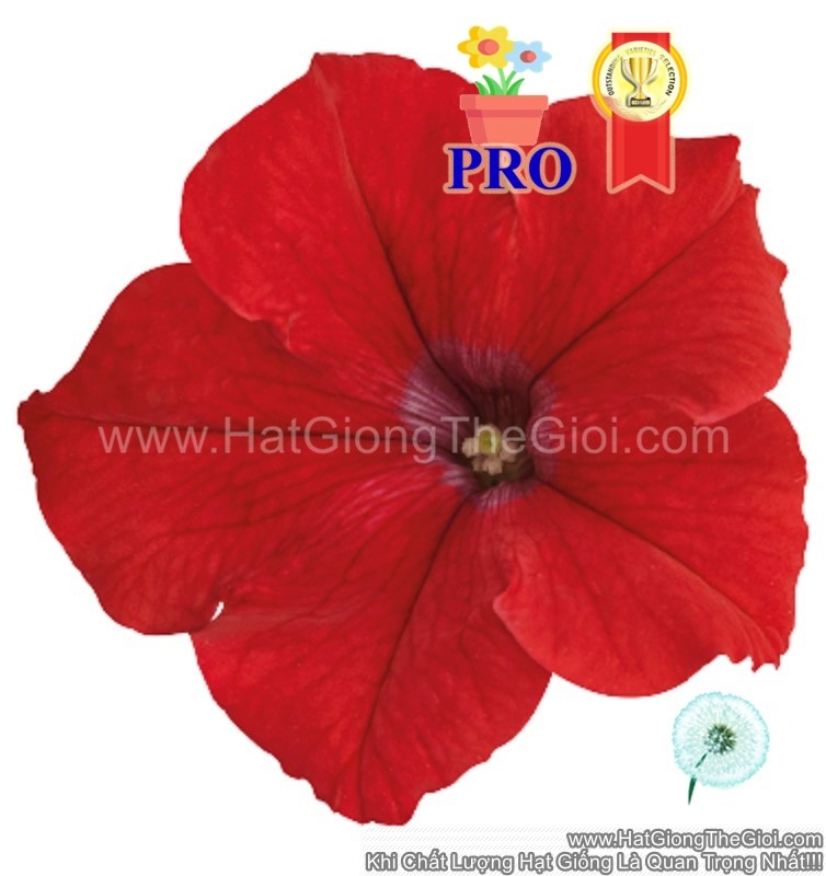 hat giong hoa da yen thao dung success  hd do