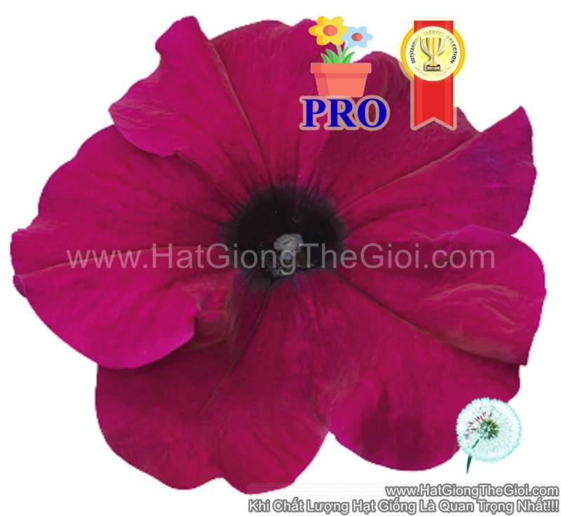hat giong hoa da yen thao dung success  hd do tham
