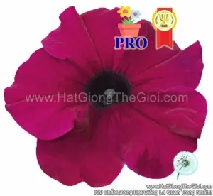 Hạt Giống Hoa Dạ Yến Thảo Đứng Success! HD Đỏ Thẫm