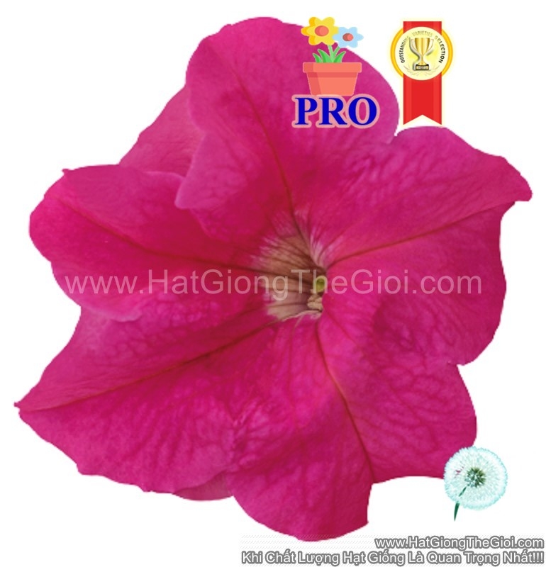 hat giong hoa da yen thao dung success  hd hong
