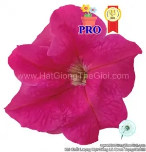 Hạt Giống Hoa Dạ Yến Thảo Đứng Success! HD Hồng
