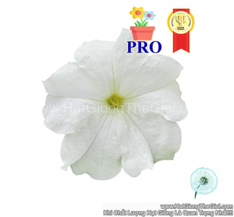 hat giong hoa da yen thao dung success  hd trang