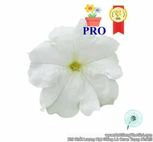 Hạt Giống Hoa Dạ Yến Thảo Đứng Success! HD Trắng