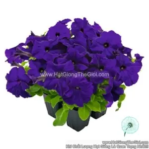 Hạt Giống Hoa Dạ Yến Thảo Đứng Success! HD Xanh Blue