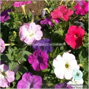 Hạt Giống Hoa Dạ Yến Thảo Mix Nhiều Màu (Petunia hybrida)